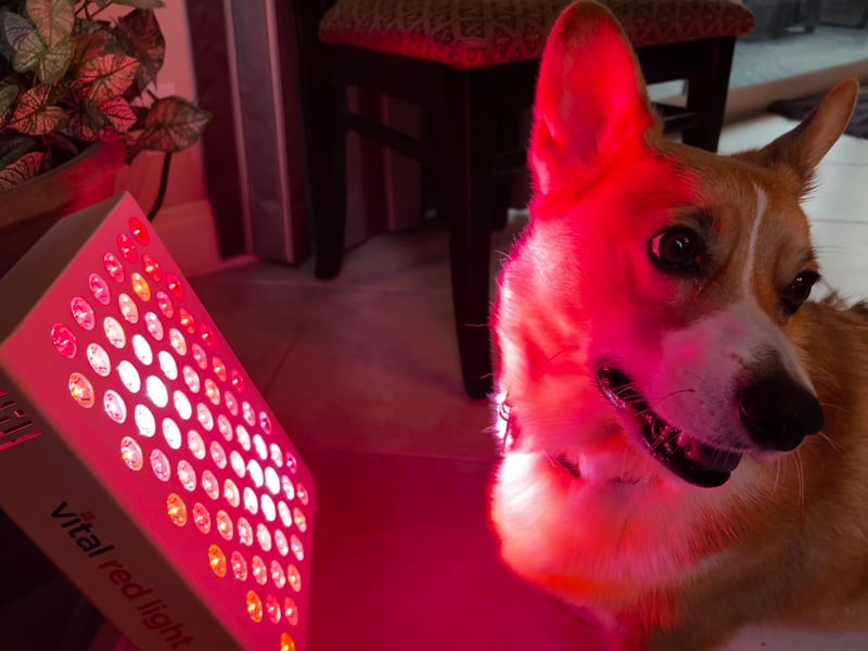 Vital Red LIght. Red Light Therapy. A dog sits near a panel emitting bright red light labeled "Vital red light," with the glow illuminating its fur—showcasing the soothing effects of red light therapy for pets.