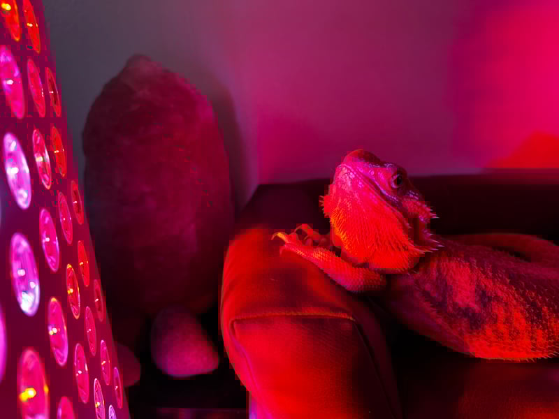 Vital Red LIght. Red Light Therapy. A bearded dragon sits on a red leather couch, basking in the glow of red and purple lights from a nearby LED panel—an environment perfect for showcasing the benefits of red light therapy for pets. Rocks are visible in the background.