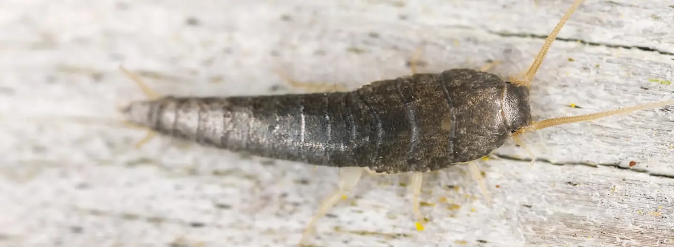 How to get rid of gray silverfish