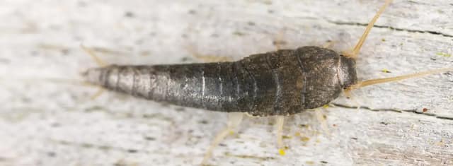 How to get rid of gray silverfish