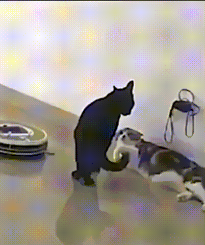 TechDogs-"Traditional AI"-"Cat Pushes Roomba Away While In A Fight With Another Cat"