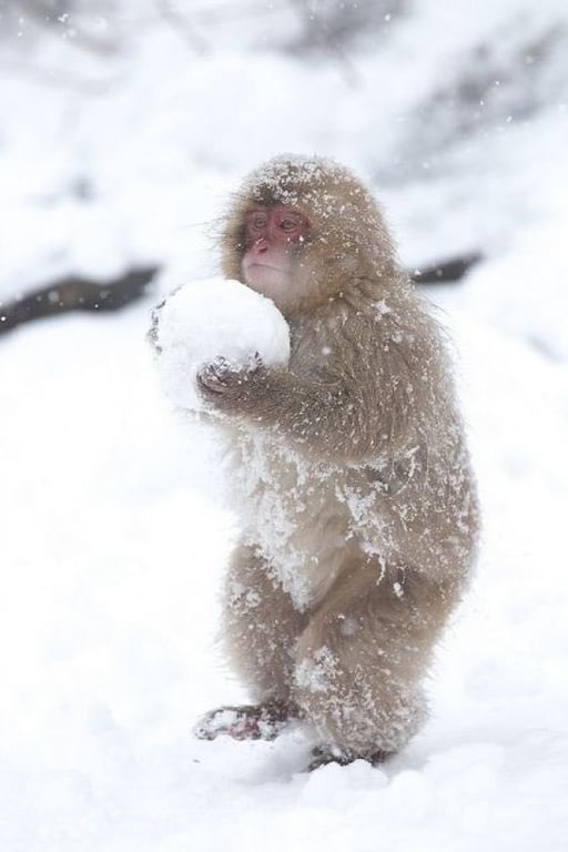 Japanese Macaque With Snowball
