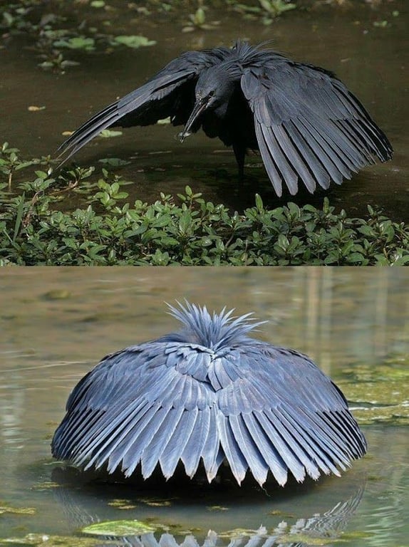 Black Heron Wings Shadow