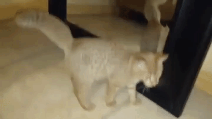 Cat Mirror Gif