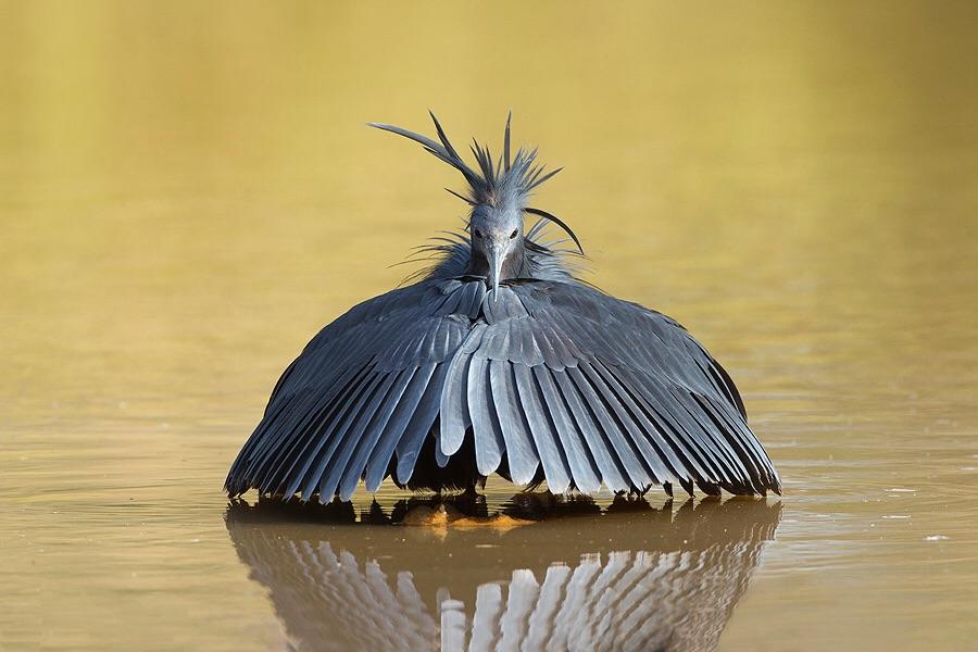 Black Heron Using Wings Pic