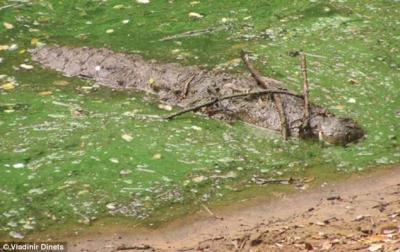 Crocodile With Twigs As Bait