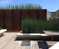 Preview of Madison Park Courtyard Spaces - Image 5: Boardwalk, Planter, Building, Bench, courtyard , water feature, concrete, plants, landscape, horsetail.