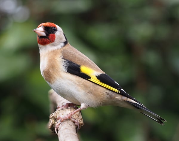 Observation of a bird