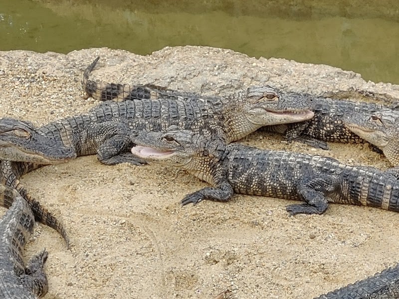 Congo River Golf banner