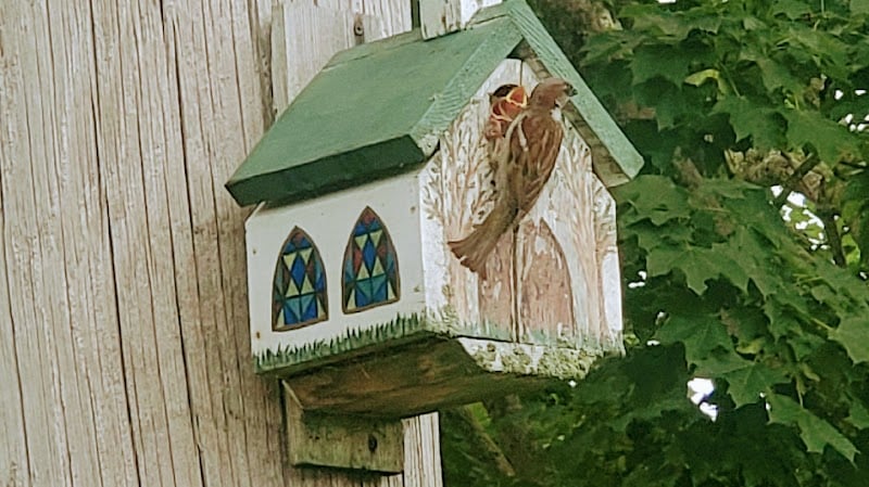 Wild Animal Lagoon banner