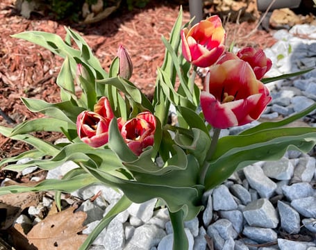 Mow & Go Lawn Care Service of Bristol