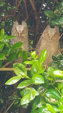 Tri Cities Lawn Care & Tree service