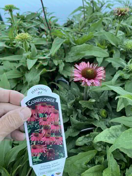 Thomas Hollow Nursery Inc