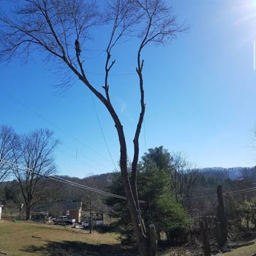 J & L Lawn Care and Tree Service