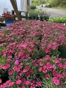 Thomas Hollow Nursery Inc