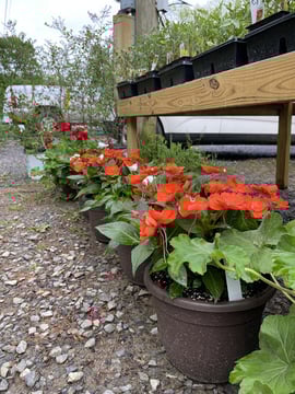 Thomas Hollow Nursery Inc