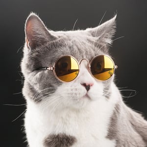 Small Glasses for Pets