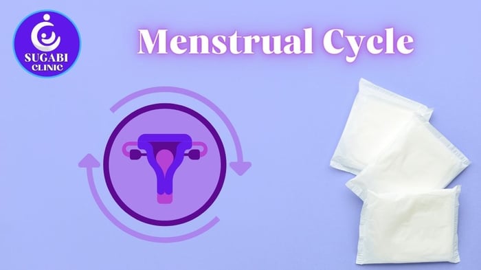 The Menstrual Cycle and Fertility: How It Works