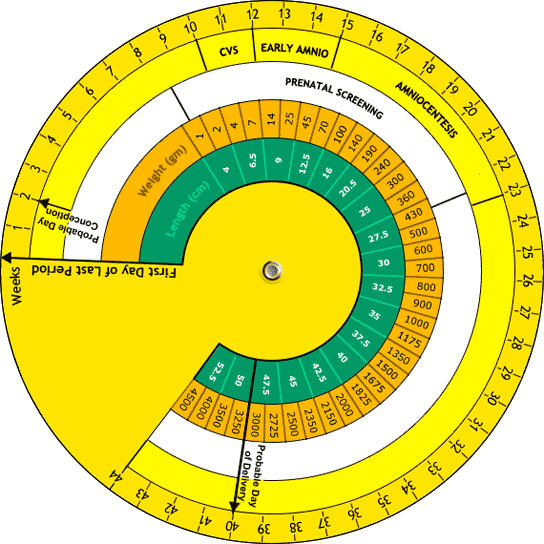 Pregnancy Wheel