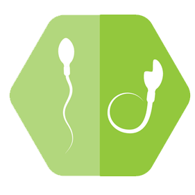 Sperm Morphology