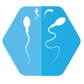 Sperm Motility