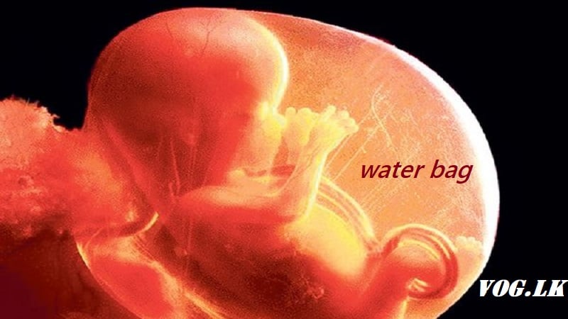 බබාගේ වෝටර් බෑග් එක ගැන ඔබ දැනුවත්ද?
