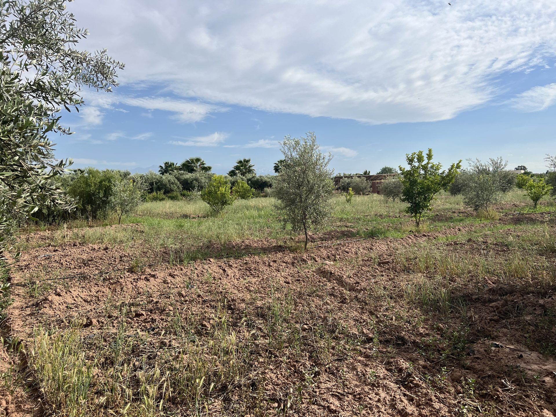 Terrain agricole 1, 3 ha à vendre Chwiter, Route Ouarzazate Marrakech — Terrain, Marrakech