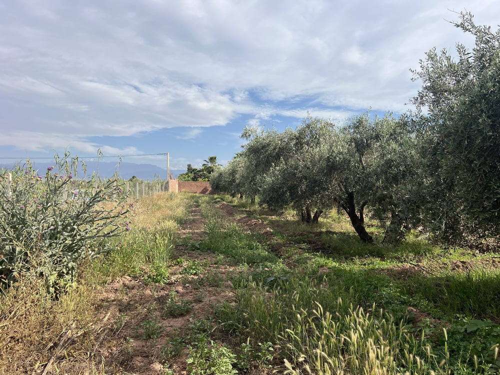 Terrain agricole 1,3 ha à vendre Chwiter, Route Ouarzazate Marrakech — photo 2