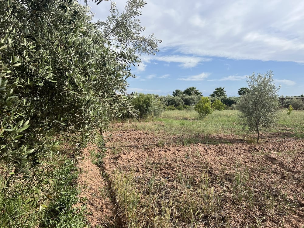 Terrain agricole 1,3 ha à vendre Chwiter, Route Ouarzazate Marrakech — photo 3