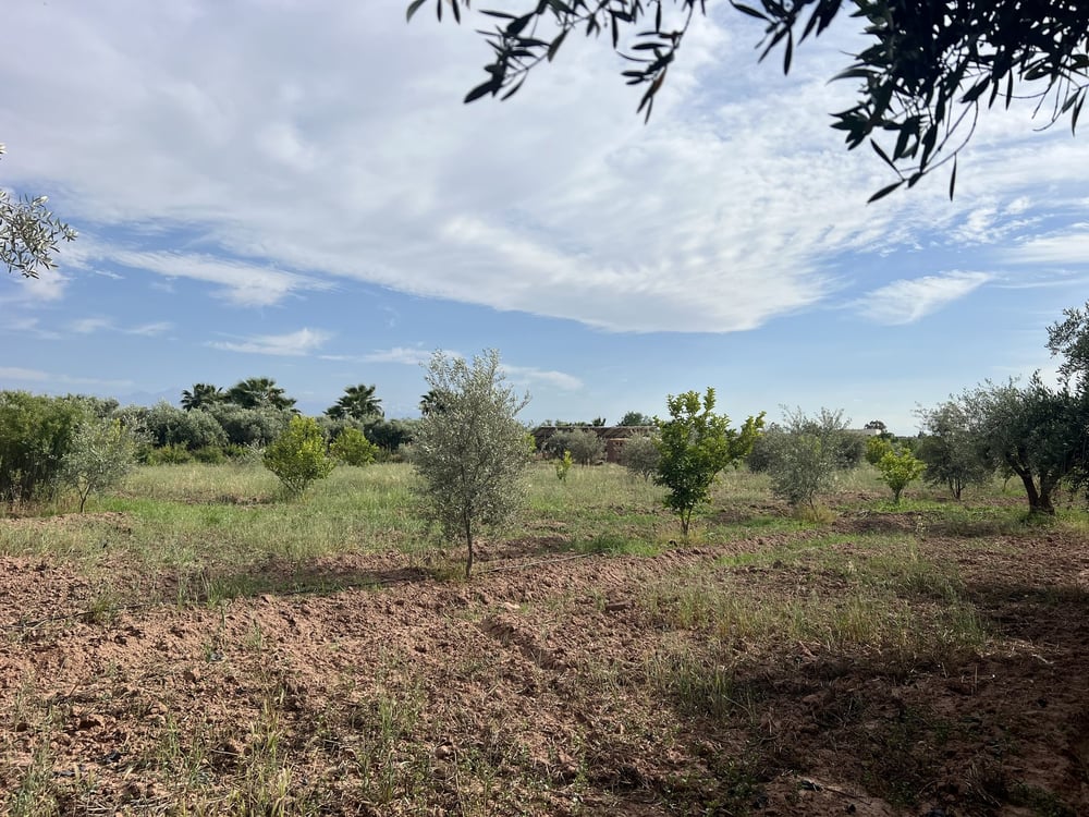 Terrain agricole 1,3 ha à vendre Chwiter, Route Ouarzazate Marrakech — photo 4
