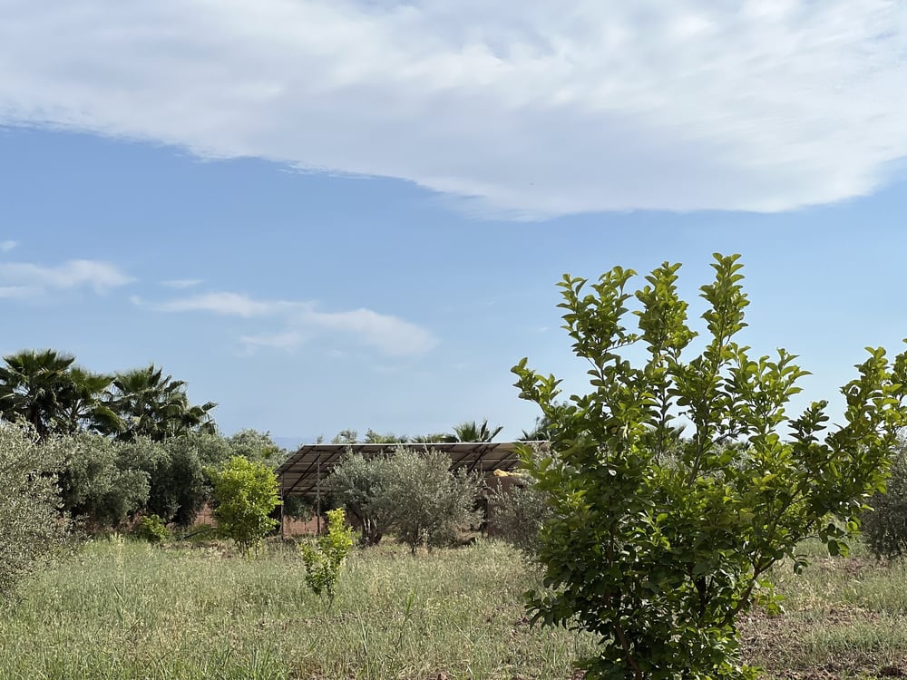 Terrain agricole 1,3 ha à vendre Chwiter, Route Ouarzazate Marrakech — photo 5