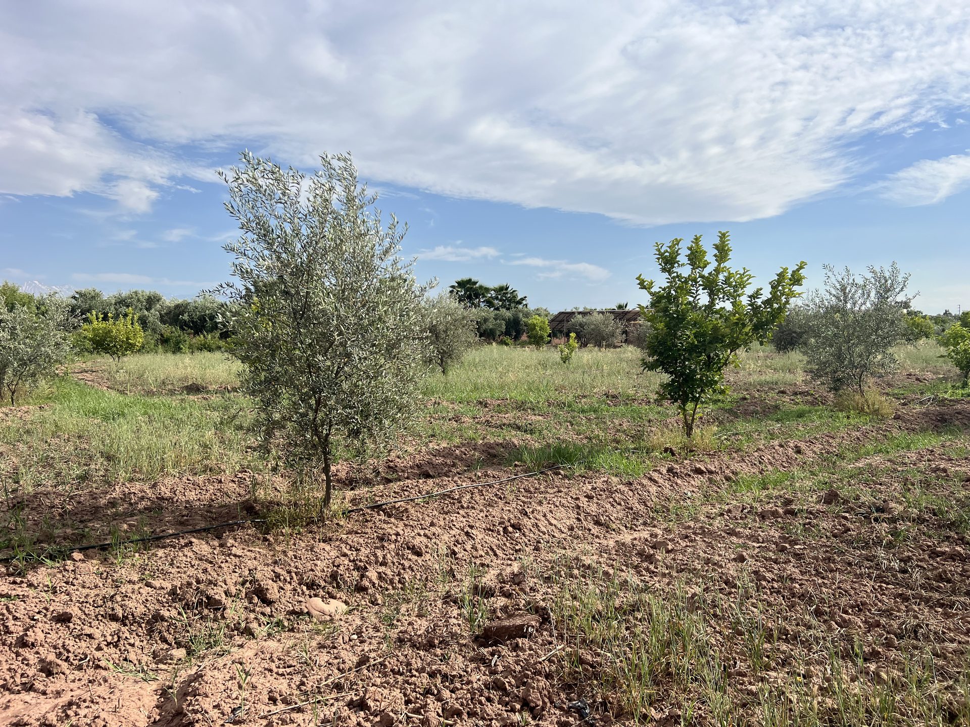 Terrain agricole 1,3 ha à vendre Chwiter, Route Ouarzazate Marrakech — miniature 6