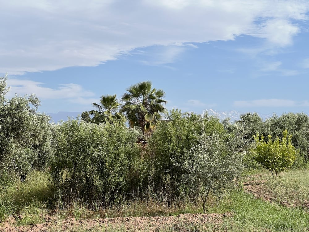 Terrain agricole 1,3 ha à vendre Chwiter, Route Ouarzazate Marrakech — photo 8