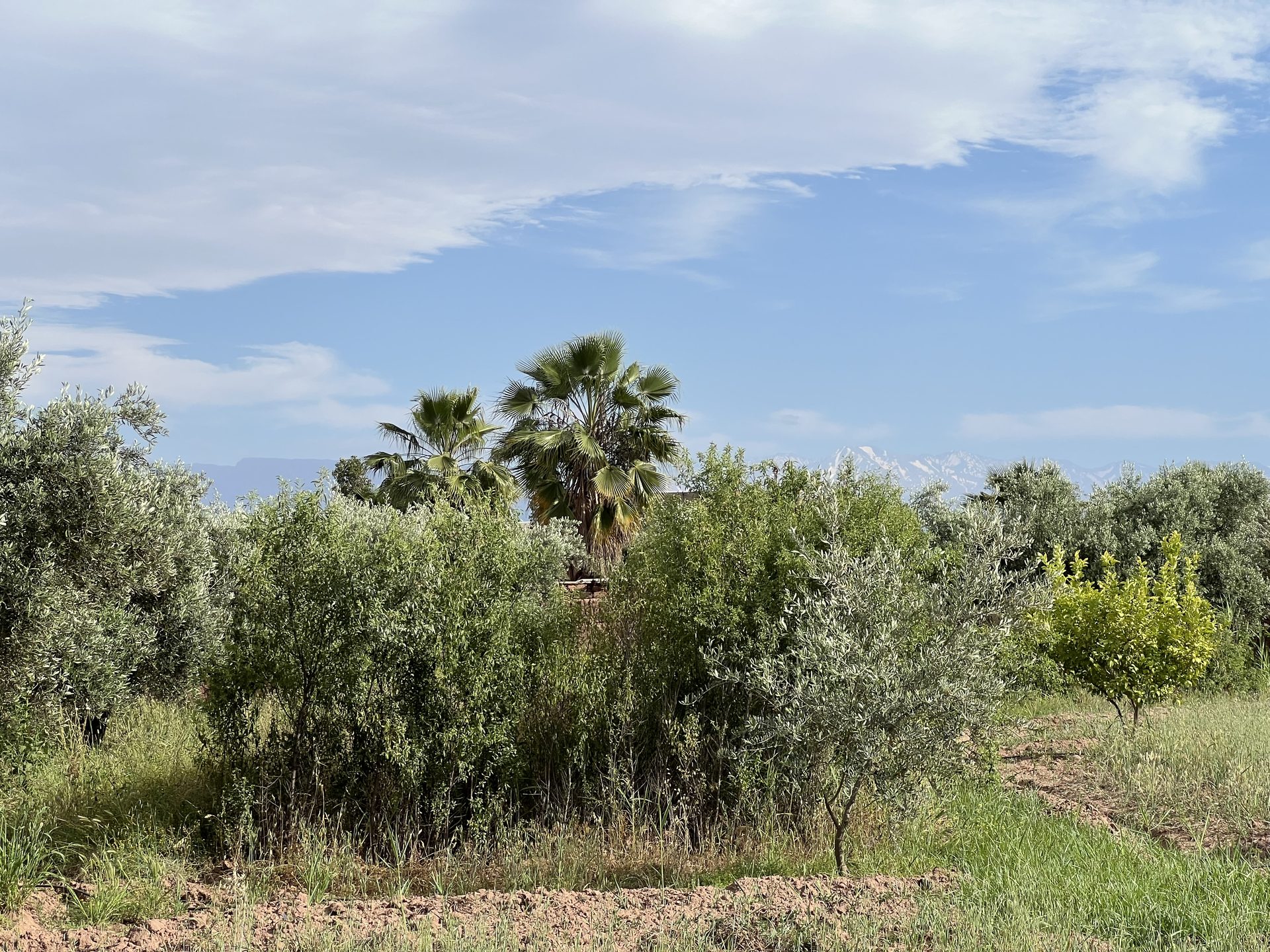 Terrain agricole 1,3 ha à vendre Chwiter, Route Ouarzazate Marrakech — miniature 8
