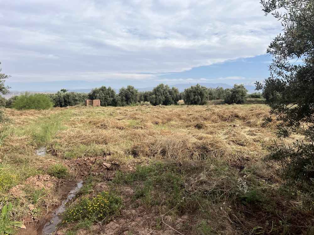 Terrain planté 1,38 ha à vendre Chwiter, Route Ouarzazate, Marrakech — photo 2