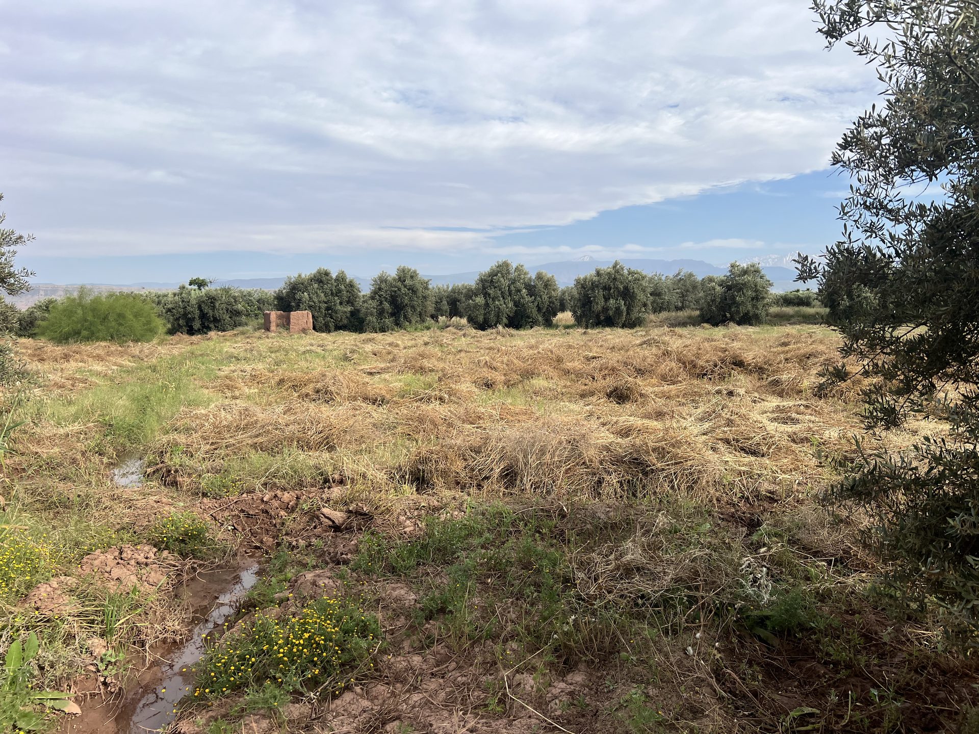 Terrain planté 1,38 ha à vendre Chwiter, Route Ouarzazate, Marrakech — miniature 2