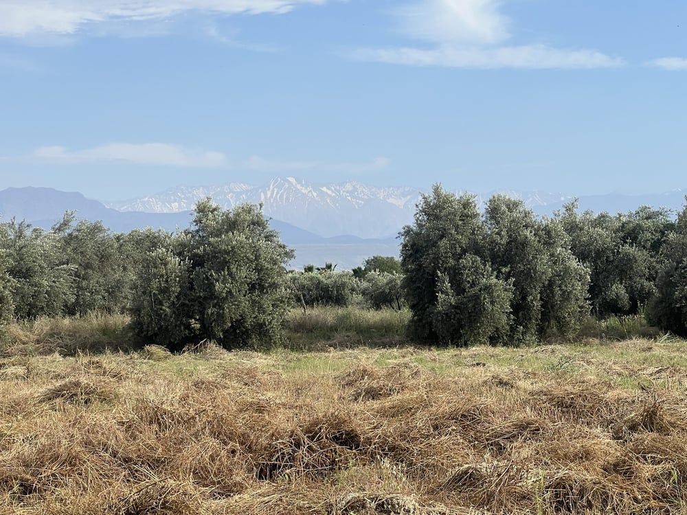 Terrain planté 1,38 ha à vendre Chwiter, Route Ouarzazate, Marrakech — photo 4