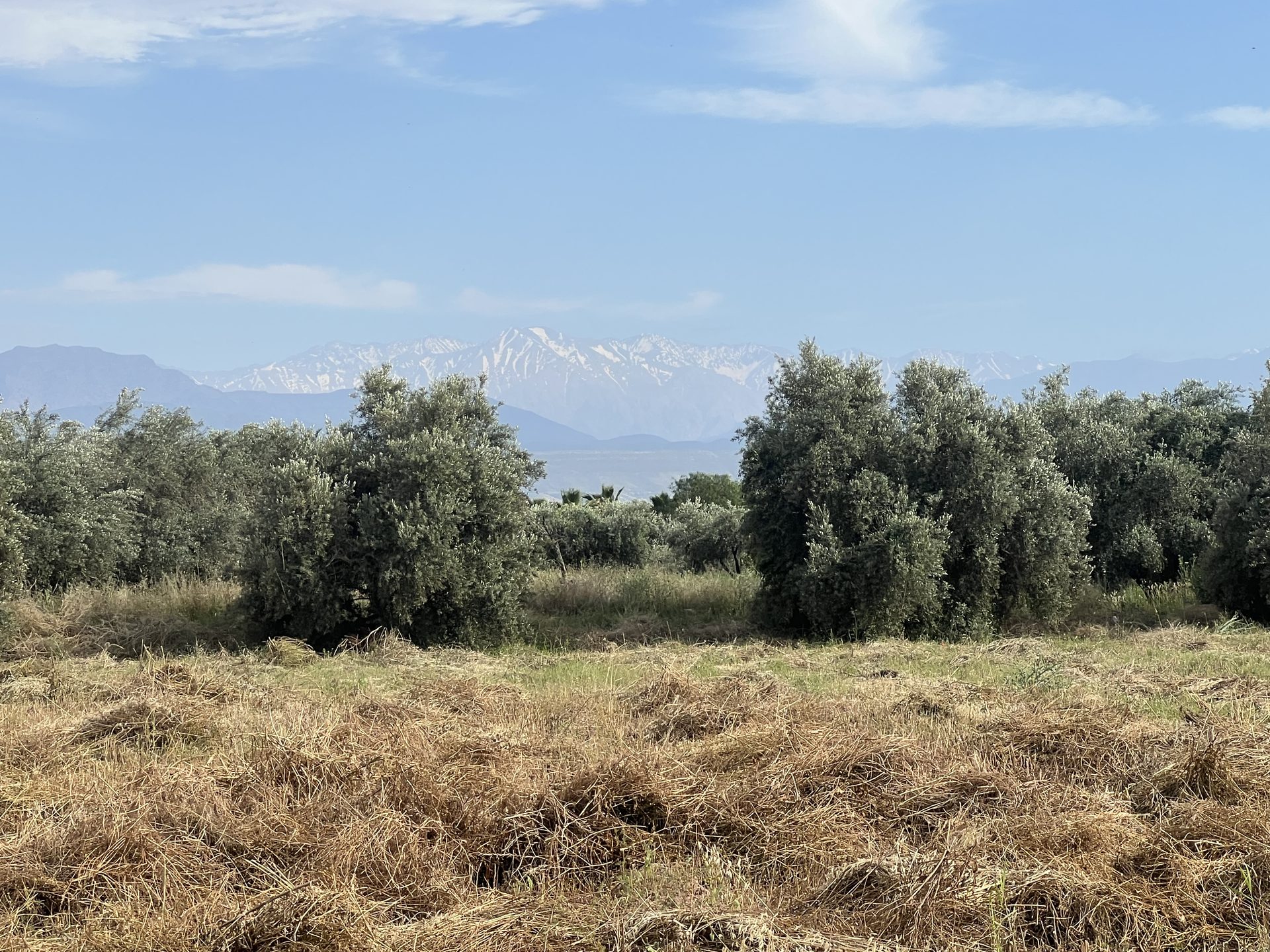 Terrain planté 1,38 ha à vendre Chwiter, Route Ouarzazate, Marrakech — miniature 4