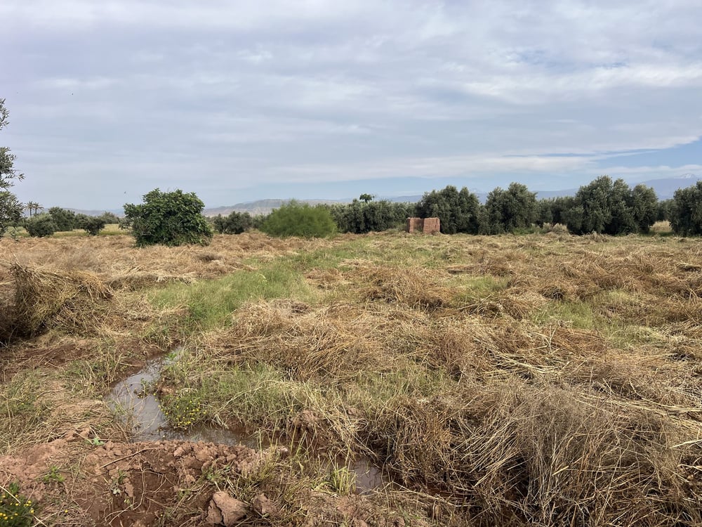 Terrain planté 1,38 ha à vendre Chwiter, Route Ouarzazate, Marrakech — photo 5