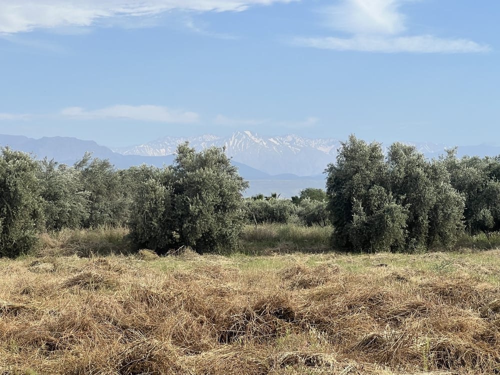 Terrain planté 1,38 ha à vendre Chwiter, Route Ouarzazate, Marrakech — photo 6