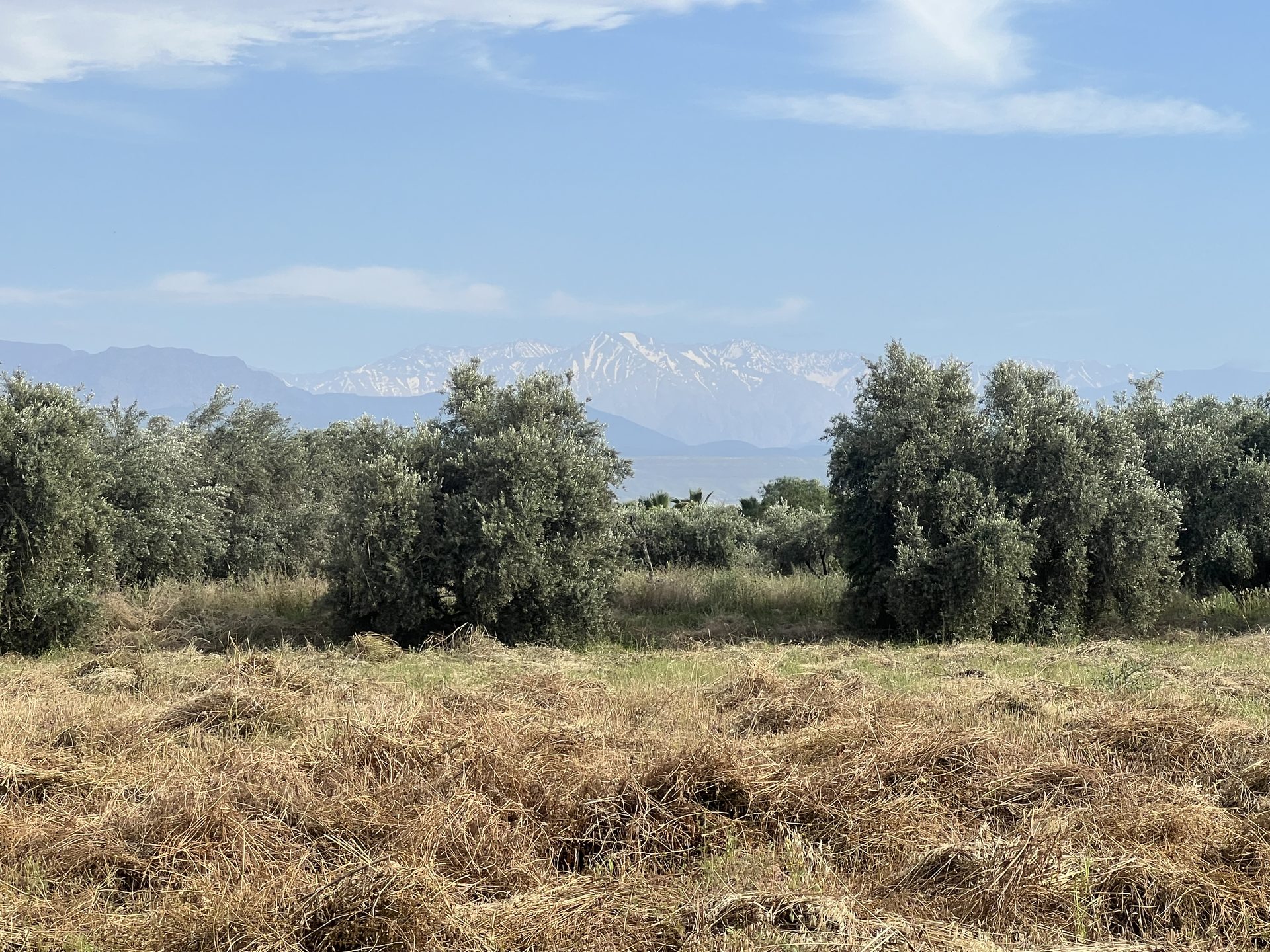 Terrain planté 1,38 ha à vendre Chwiter, Route Ouarzazate, Marrakech — miniature 6