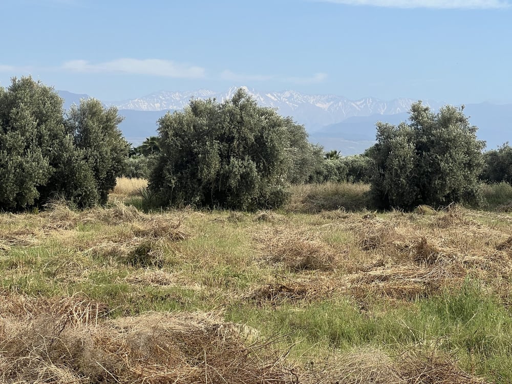 Terrain planté 1,38 ha à vendre Chwiter, Route Ouarzazate, Marrakech — photo 7