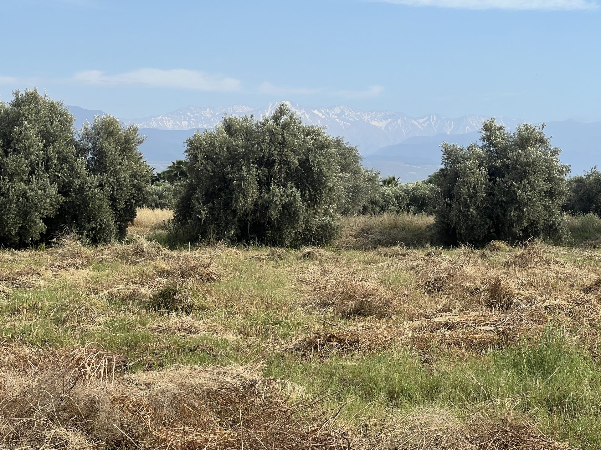 Terrain planté 1,38 ha à vendre Chwiter, Route Ouarzazate, Marrakech — miniature 7