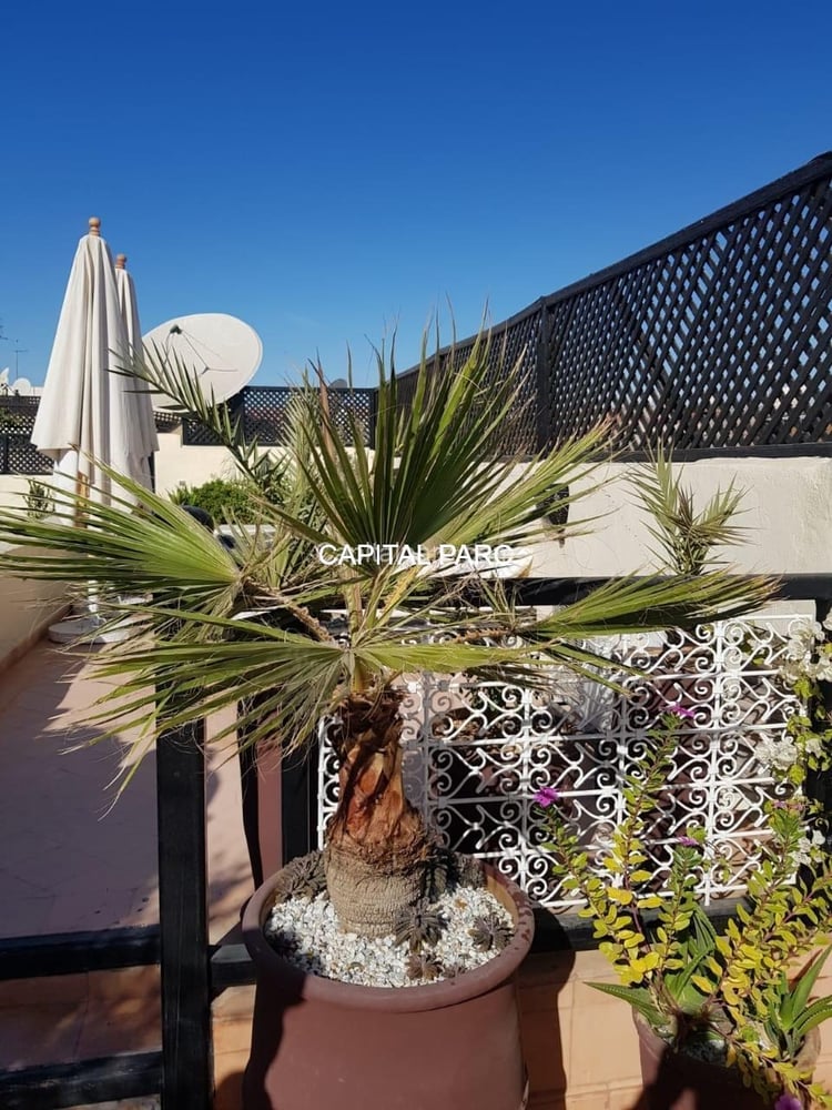 Riad 300 m² 8 ch. à vendre Médina, Marrakech — photo 3