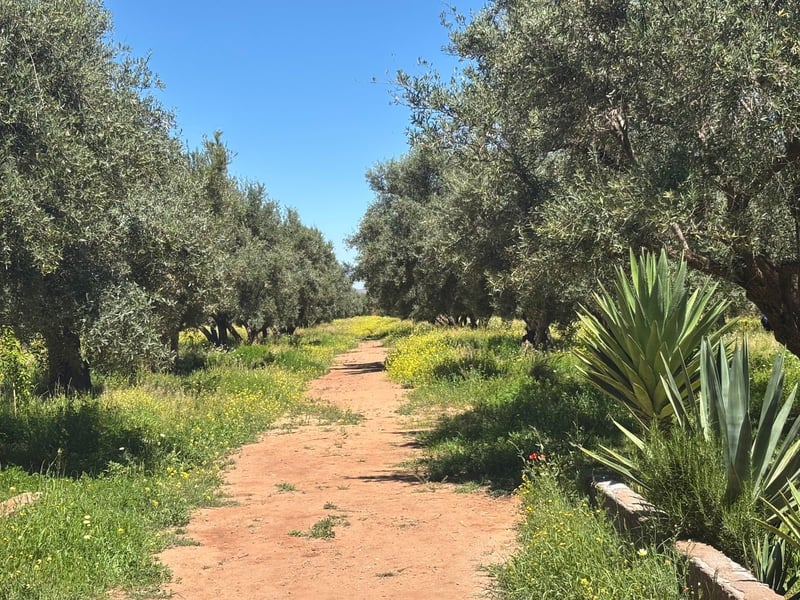 Ferme 2, 5 ha, 300 oliviers à vendre Route de Fès, Marrakech — Ferme, Marrakech