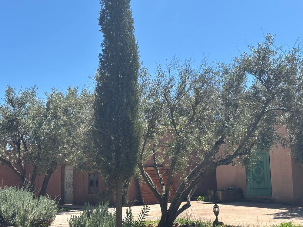 Ferme 2,5 ha, 300 oliviers à vendre Route de Fès, Marrakech — photo 11
