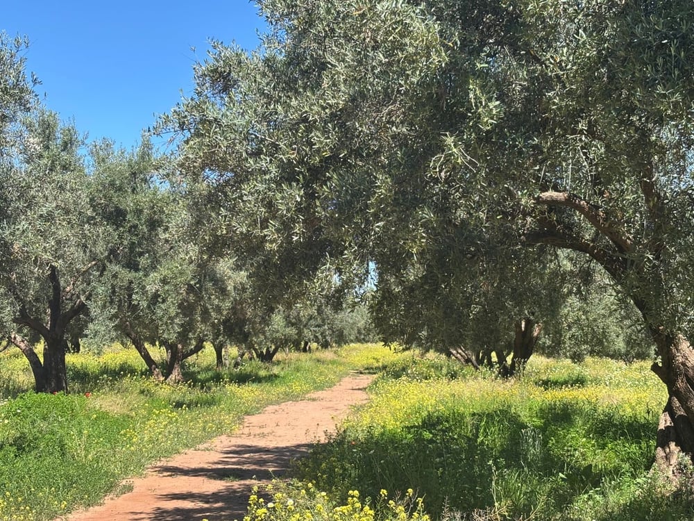 Ferme 2,5 ha, 300 oliviers à vendre Route de Fès, Marrakech — photo 12