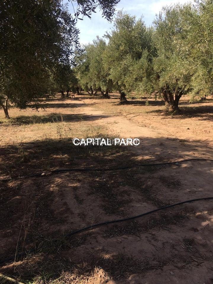 Ferme 2,5 ha, 300 oliviers à vendre Route de Fès, Marrakech — photo 3