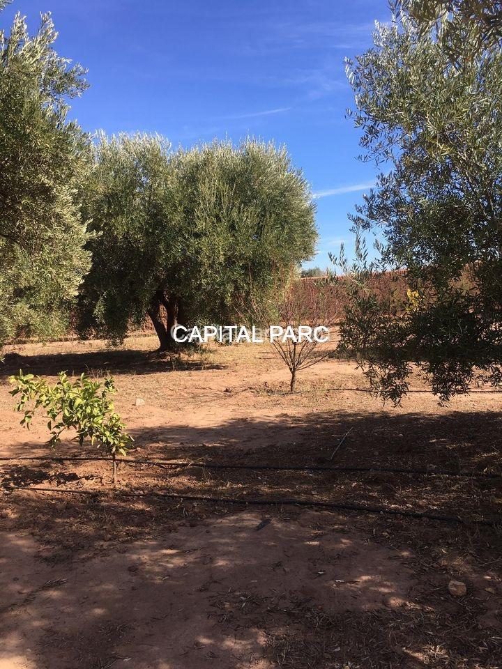 Ferme 2,5 ha, 300 oliviers à vendre Route de Fès, Marrakech — photo 4
