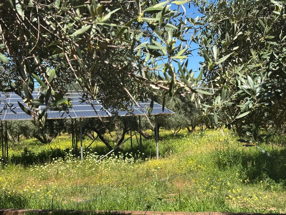 Ferme 2,5 ha, 300 oliviers à vendre Route de Fès, Marrakech — photo 5